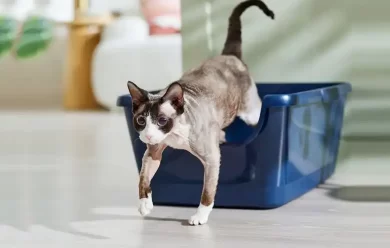 Best Cat Litter Boxes 2024: Reviews & Recommendations